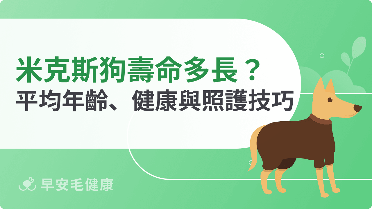 米克斯狗壽命有多長？平均年齡、健康關鍵與照護技巧