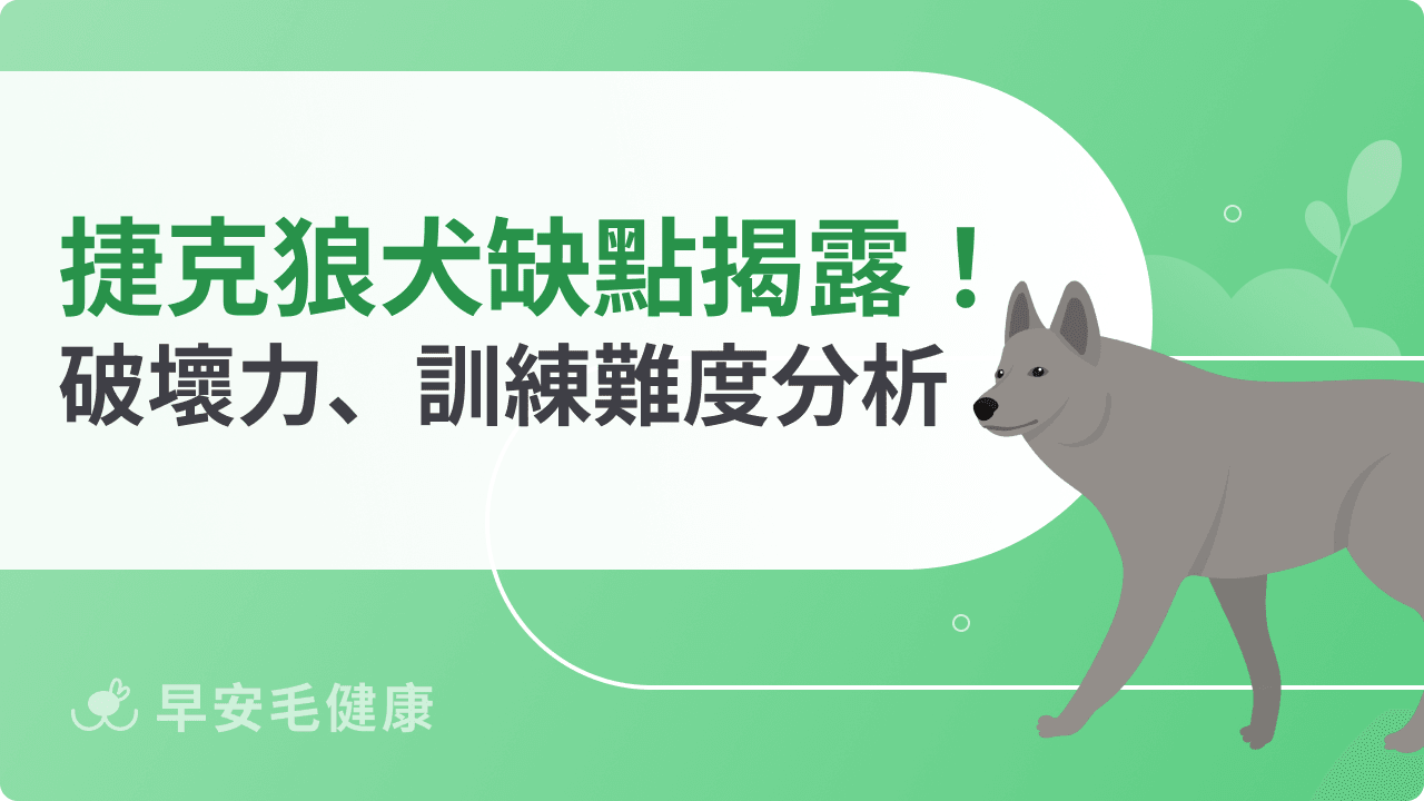 捷克狼犬缺點真的不少？從破壞力到訓練難度，飼養風險完整揭露