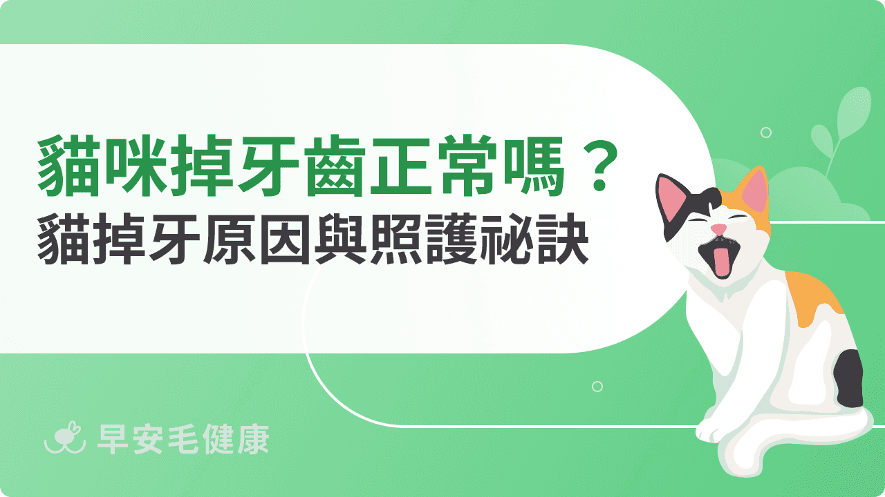 貓咪掉牙齒正常嗎？揭開貓咪掉牙背後的原因與照護祕訣