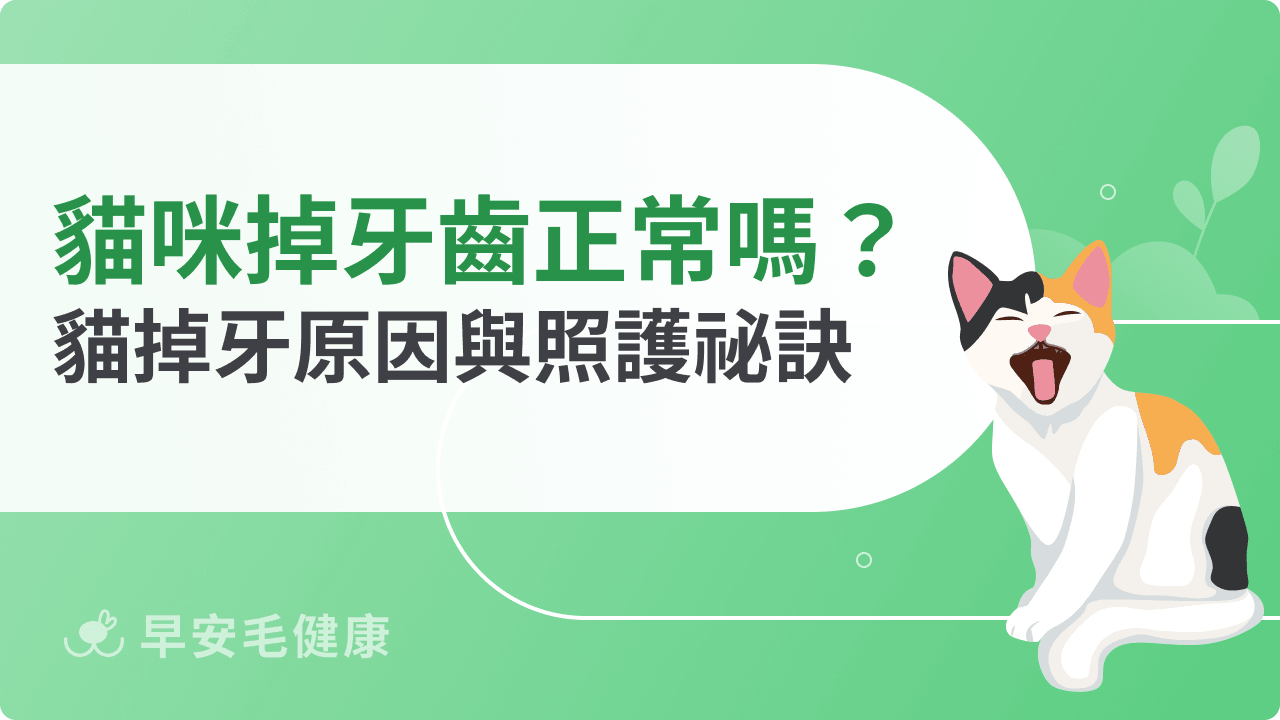 貓咪掉牙齒正常嗎？揭開貓咪掉牙背後的原因與照護祕訣