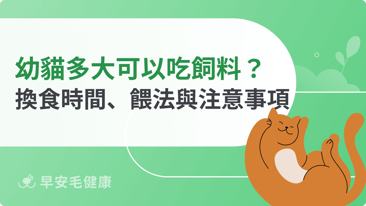 幼貓多大可以吃飼料?換食時間、餵法與注意事項一次看!