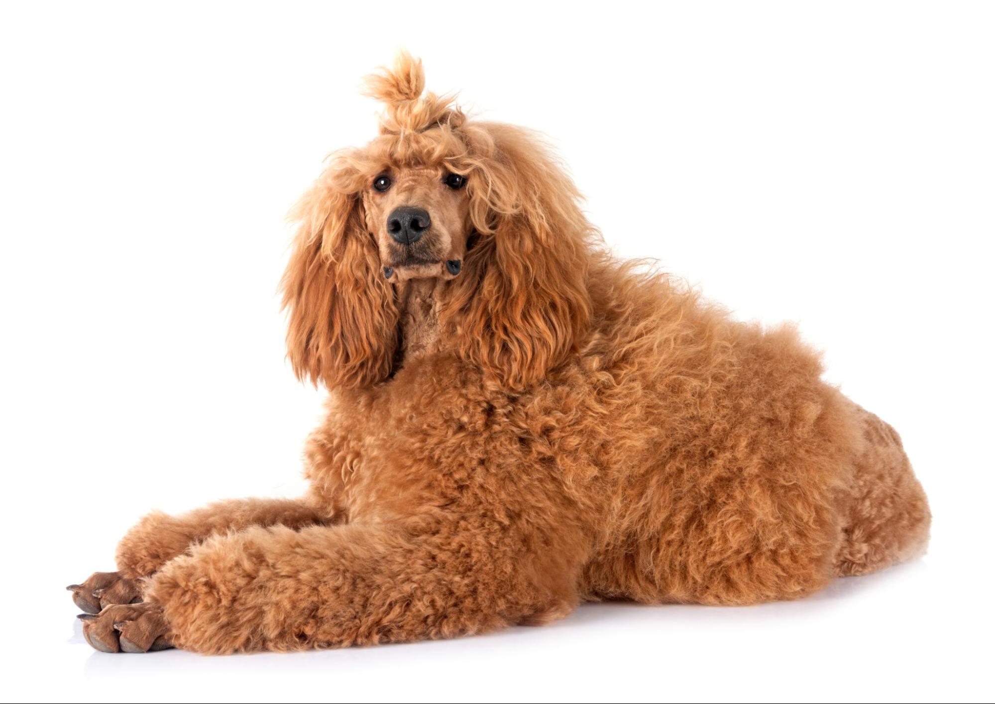 244. AI - standard-poodle-1