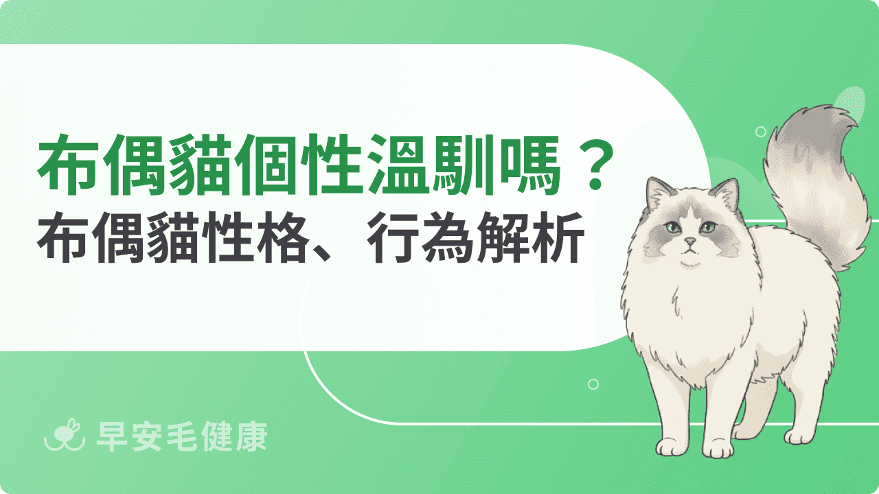 布偶貓個性溫馴嗎？布偶貓性格、行為解析