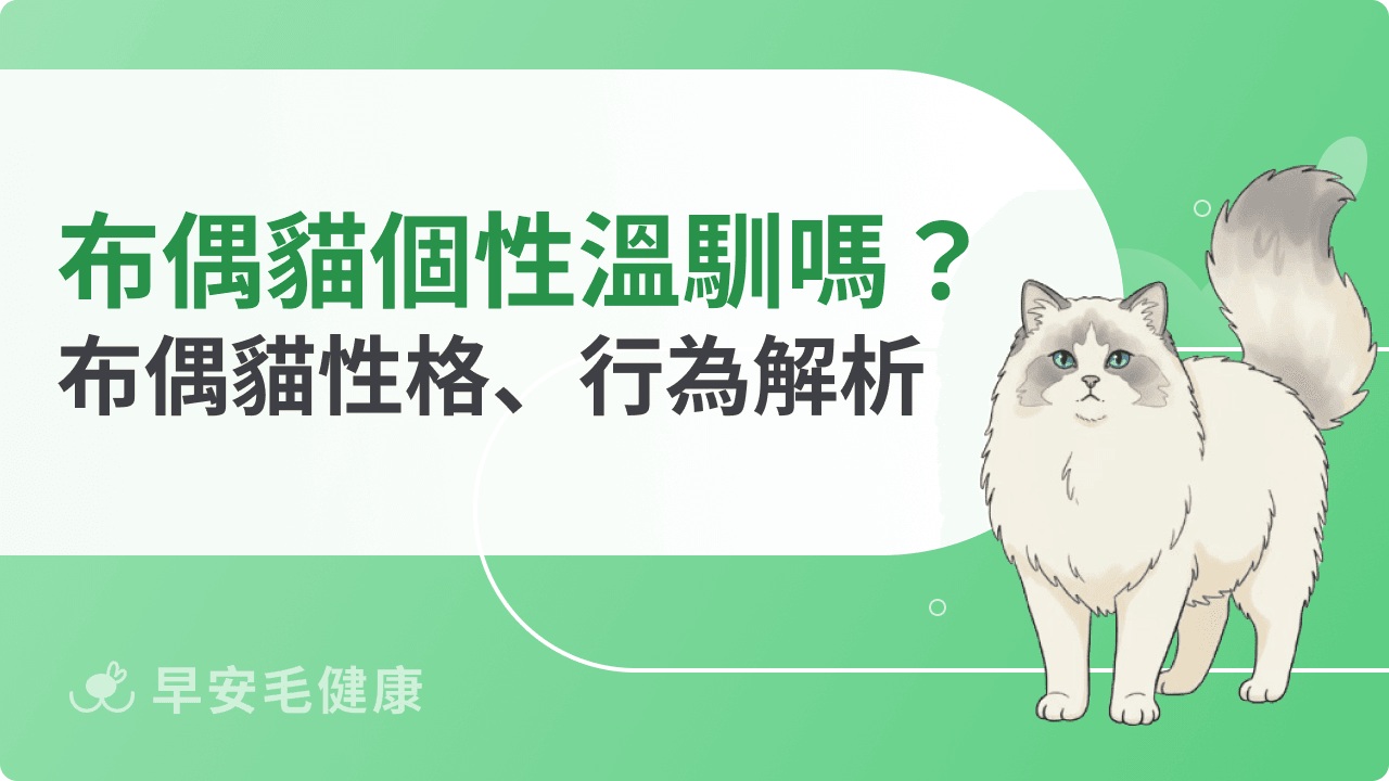 布偶貓個性溫馴嗎？布偶貓性格、行為解析