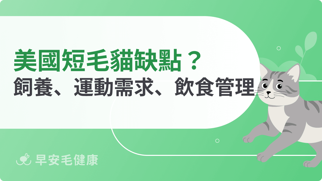 美國短毛貓缺點老實說：飼養、運動需求、飲食管理難題報你知