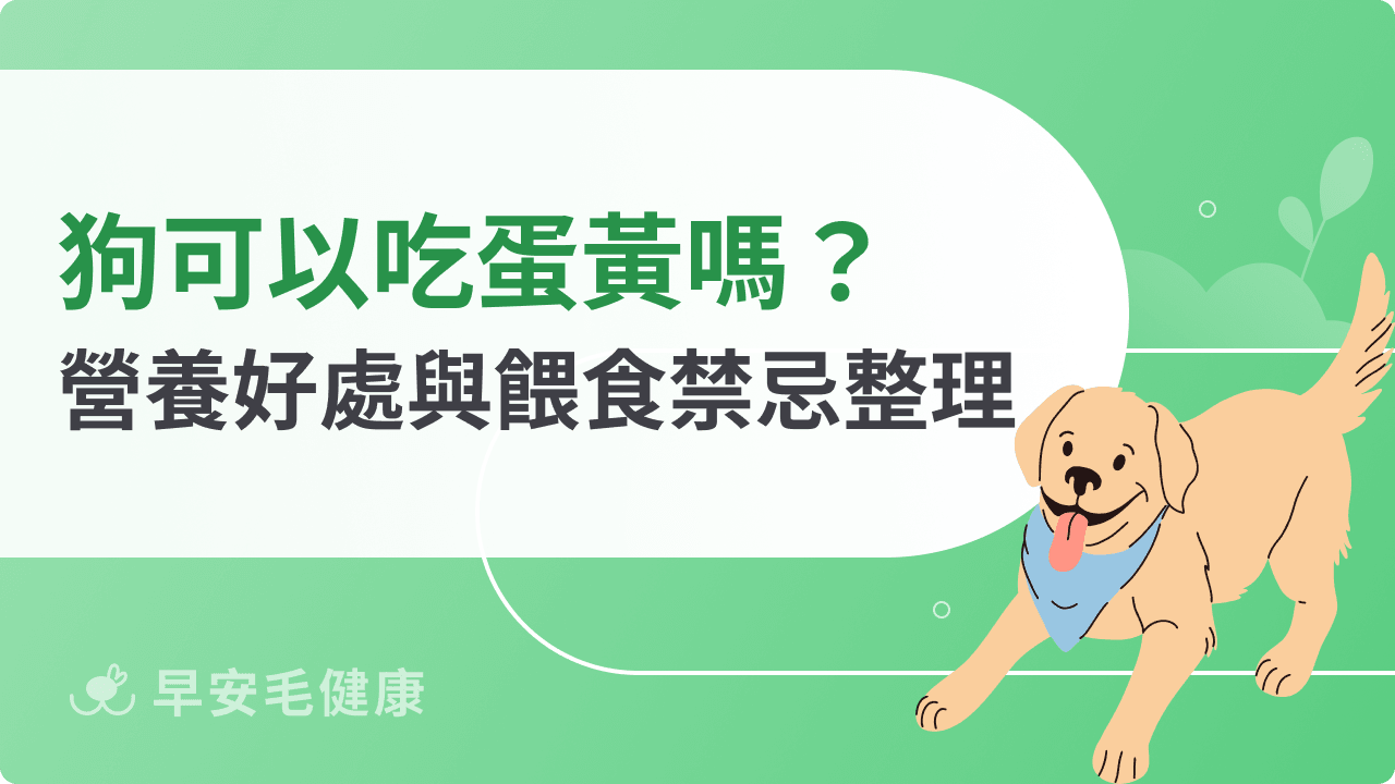 狗狗可以吃蛋黃嗎?營養好處與餵食禁忌一次看