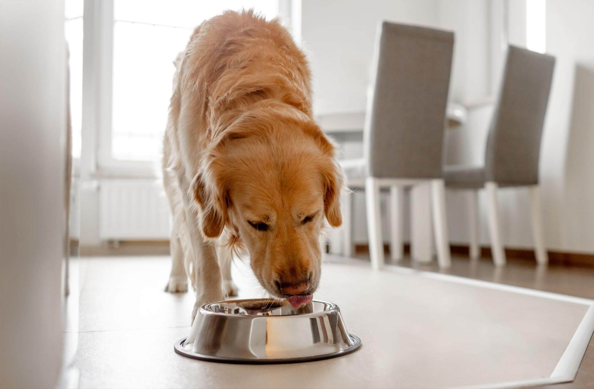 8. AI-how-many-meals-a-day-does-an-old-dog-eat-1