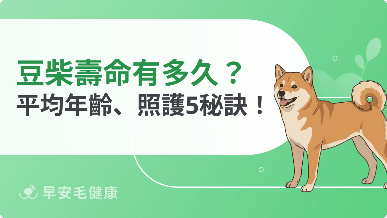 豆柴壽命有多久？平均年齡、照顧技巧公開！讓愛犬健康又長壽