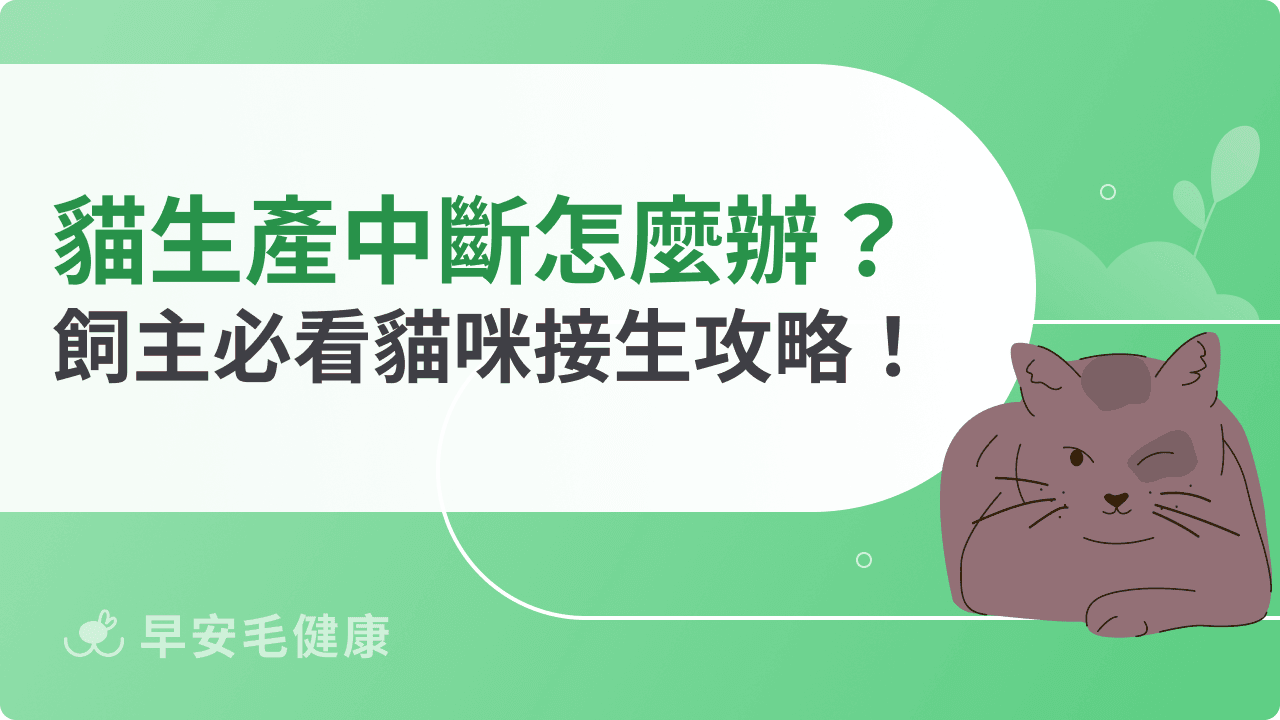 貓生產中斷怎麼辦？飼主必看貓咪接生攻略！