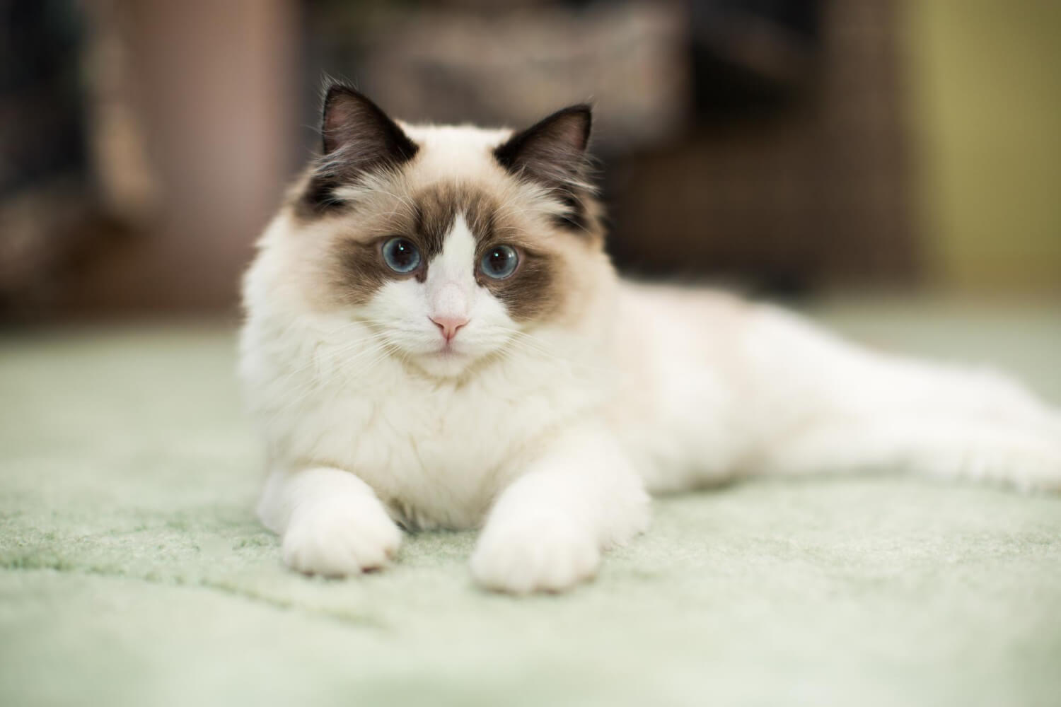 203. AI - siamese-cat-vs-ragdoll-cat-2