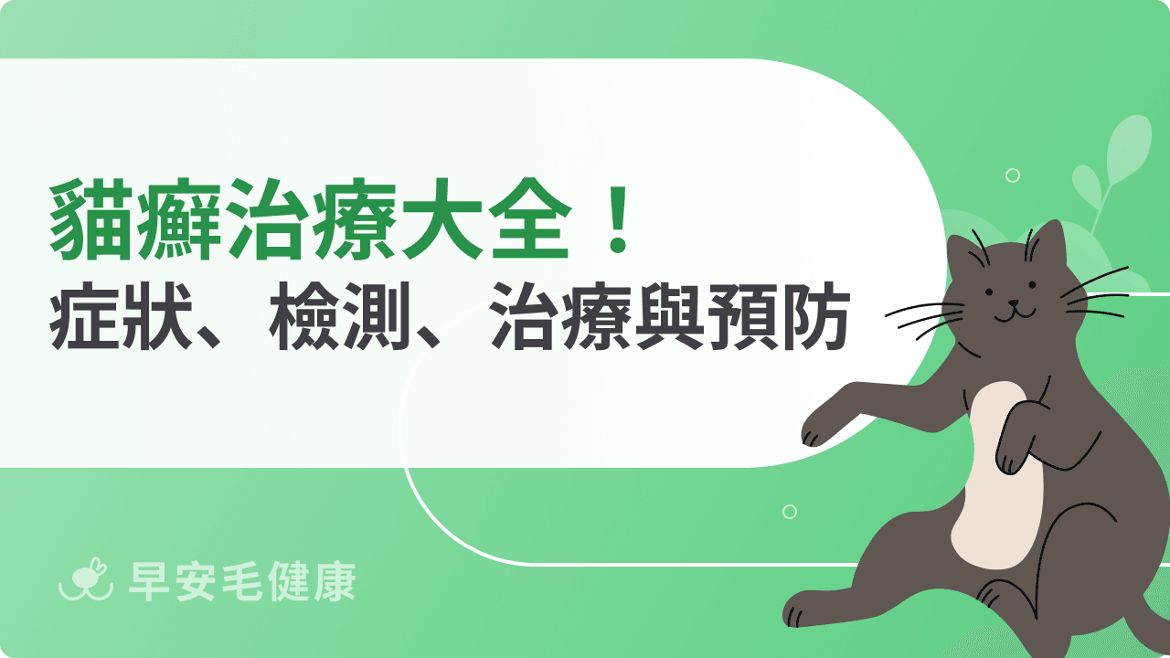 貓癬治療大全！症狀、檢測、藥物、照顧重點與預防方法一次看