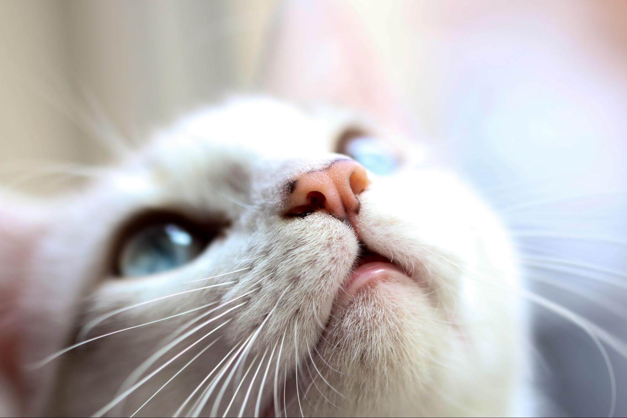 316. AI - cats-runny-nose-1