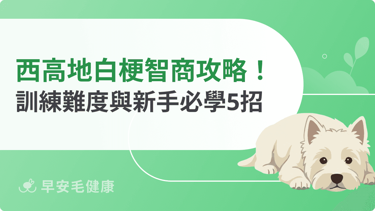 西高地白梗智商&訓練難易度攻略!新手飼主也能輕鬆上手