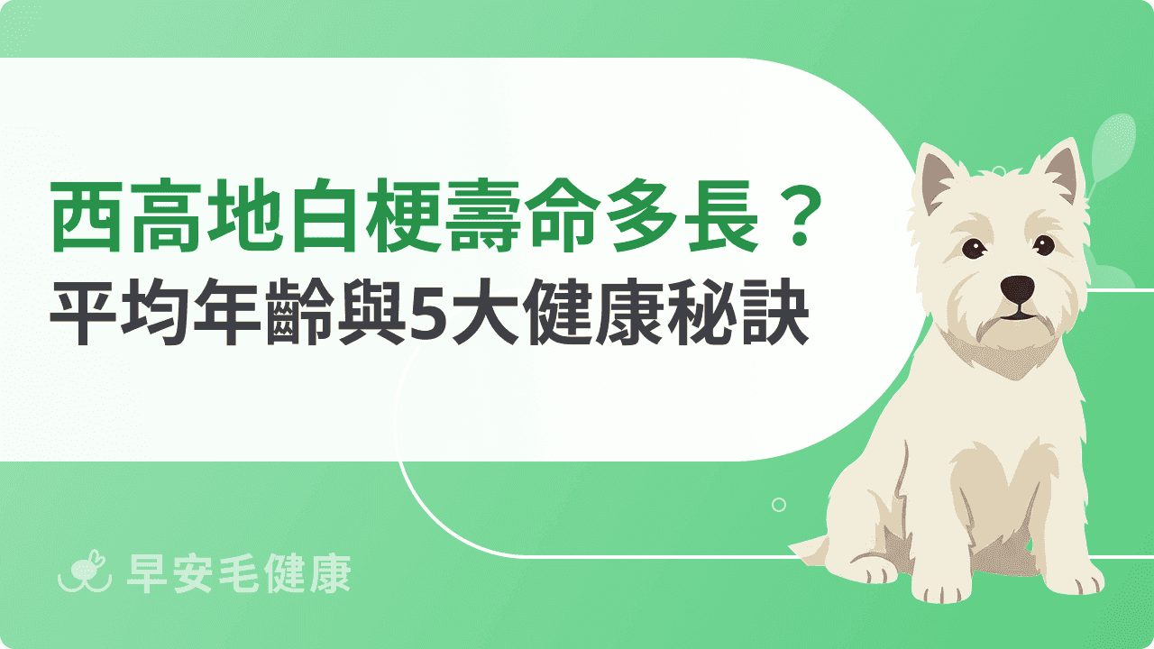 西高地白梗壽命有多長?帶你了解牠們的平均年齡、健康管理祕訣!