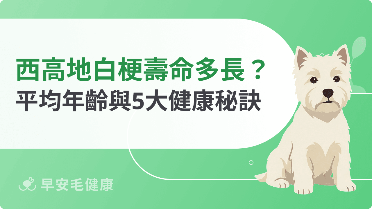 西高地白梗壽命有多長?帶你了解牠們的平均年齡、健康管理祕訣!
