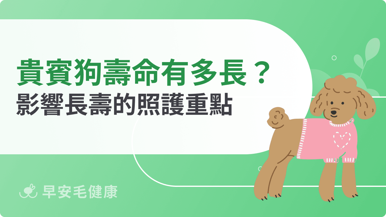 貴賓狗壽命有多長?影響長壽的照護重點一次看