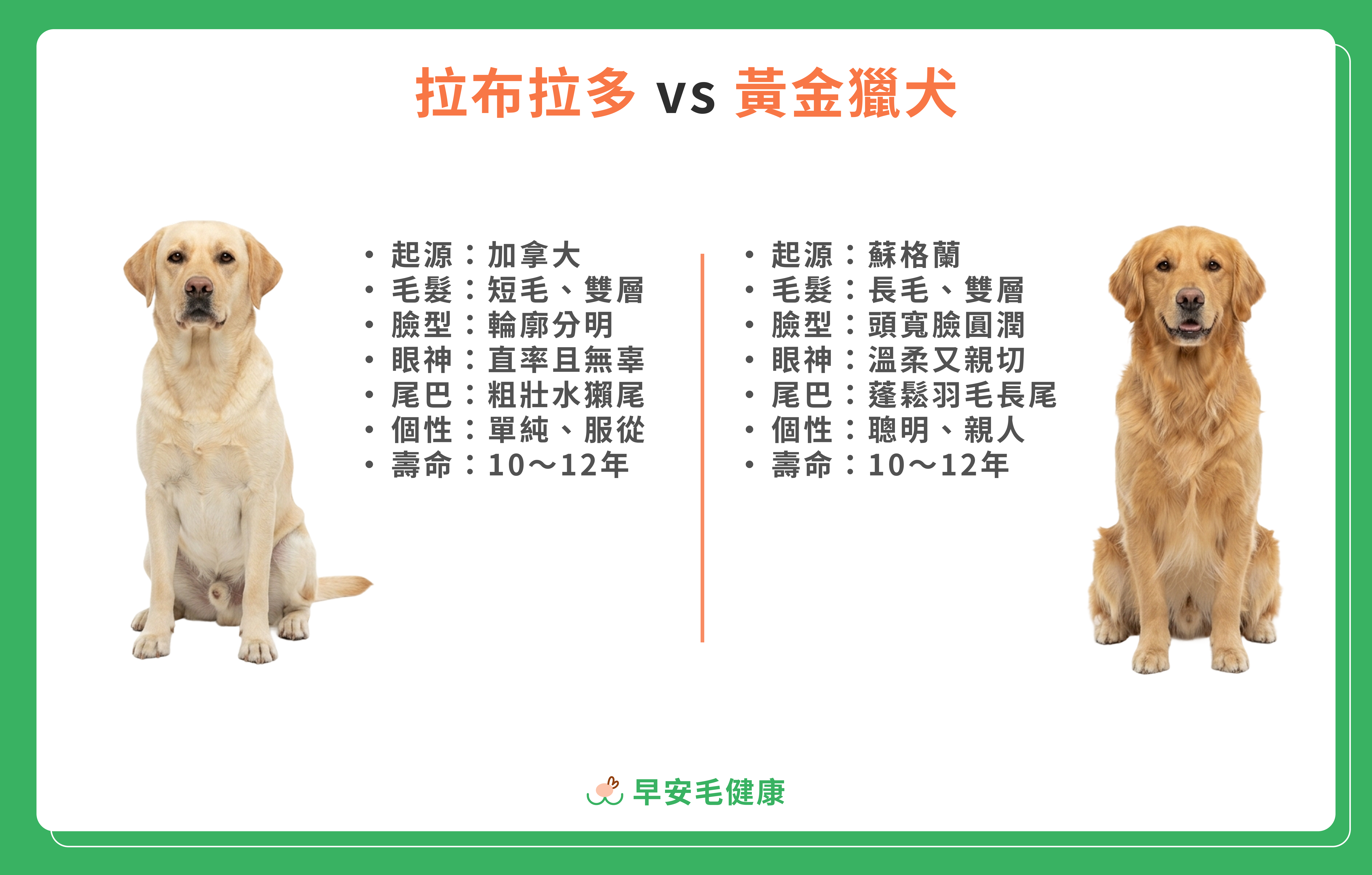 34.labrador-dog-guide-5