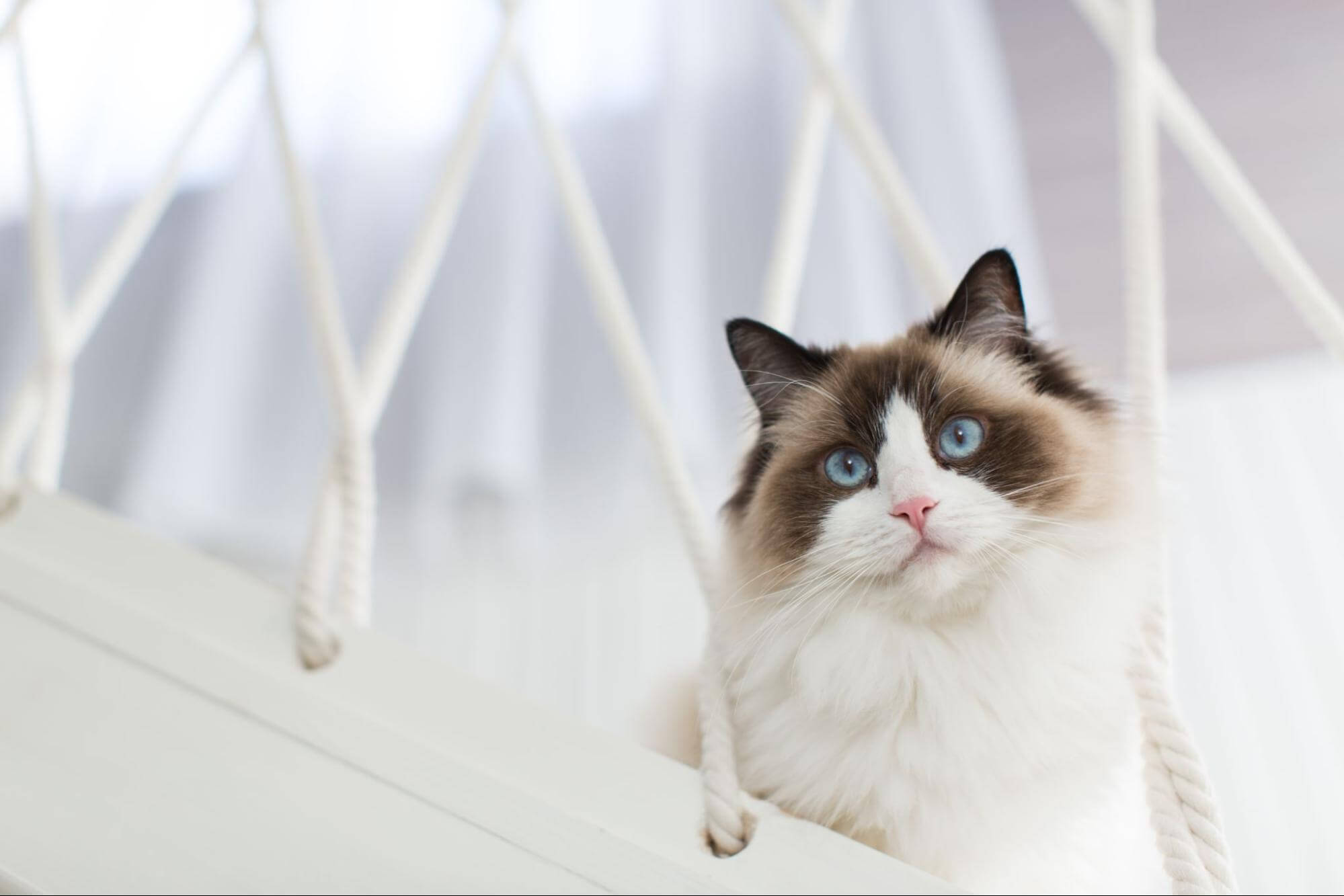 207. AI - ragdoll-cat-personality-1