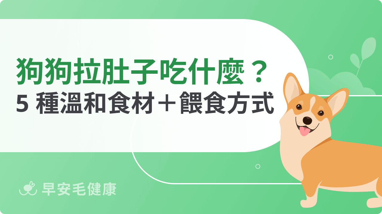 狗狗拉肚子可以吃什麼？5 種溫和食材＋餵食方式全解析
