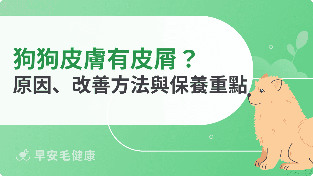 狗狗皮膚有皮屑怎麼辦？常見原因、改善方法與保養重點