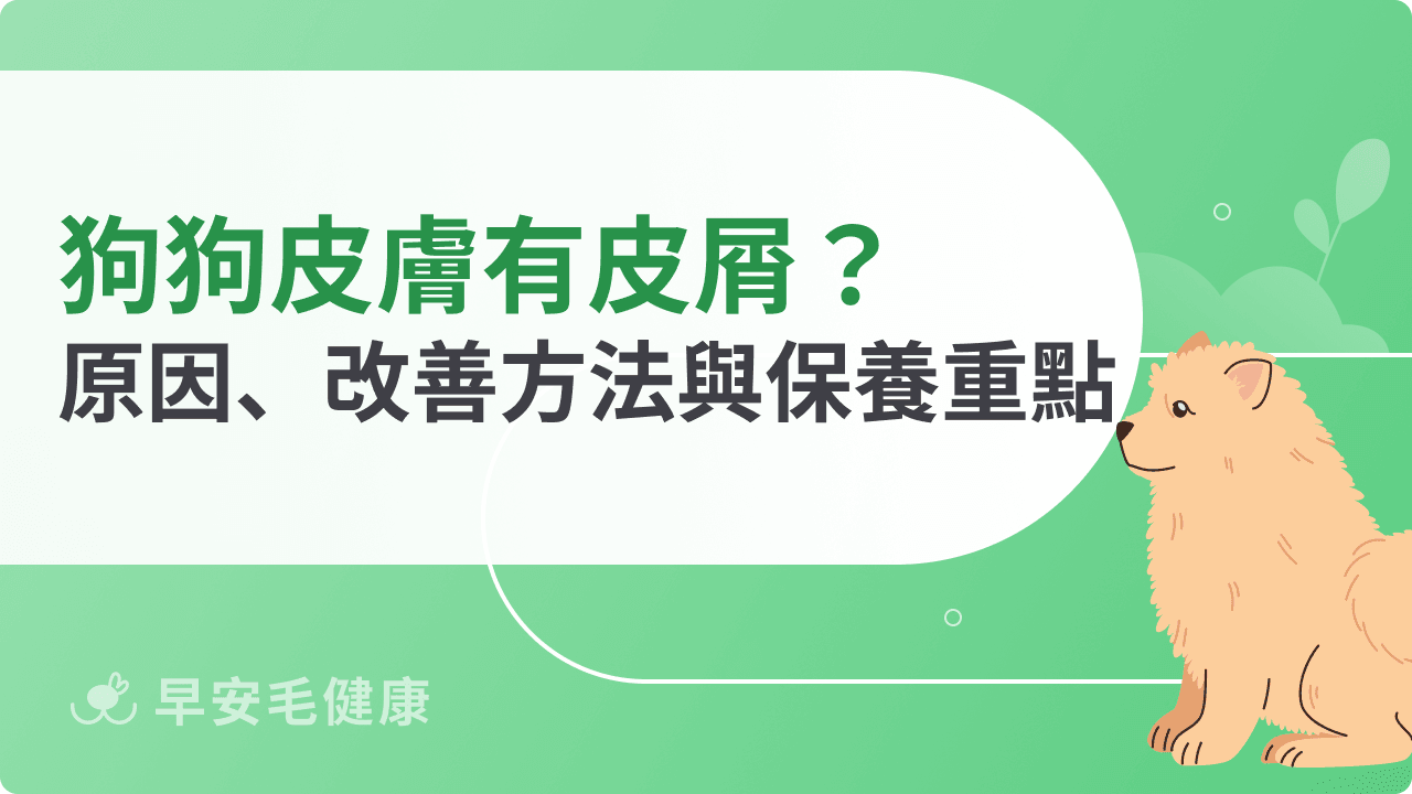 狗狗皮膚有皮屑怎麼辦？常見原因、改善方法與保養重點