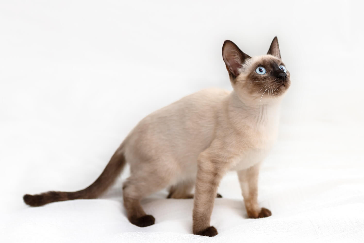 4. siamese-cat-guide-1