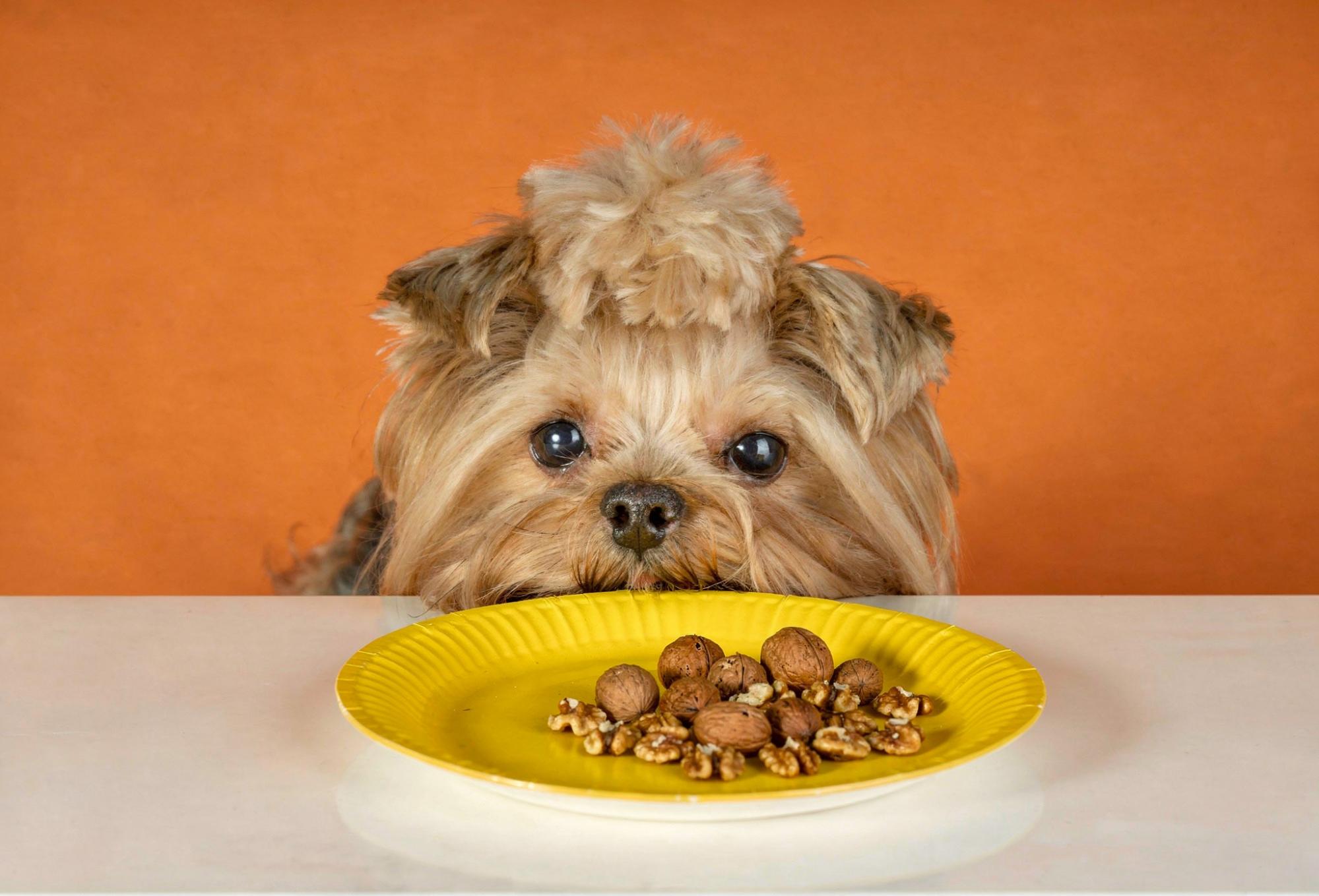 狗狗趴在桌上看著核桃