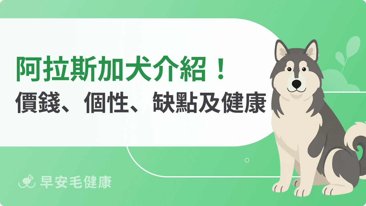 阿拉斯加犬的5大挑戰：體型、個性、花費、掉毛與台灣飼養須知