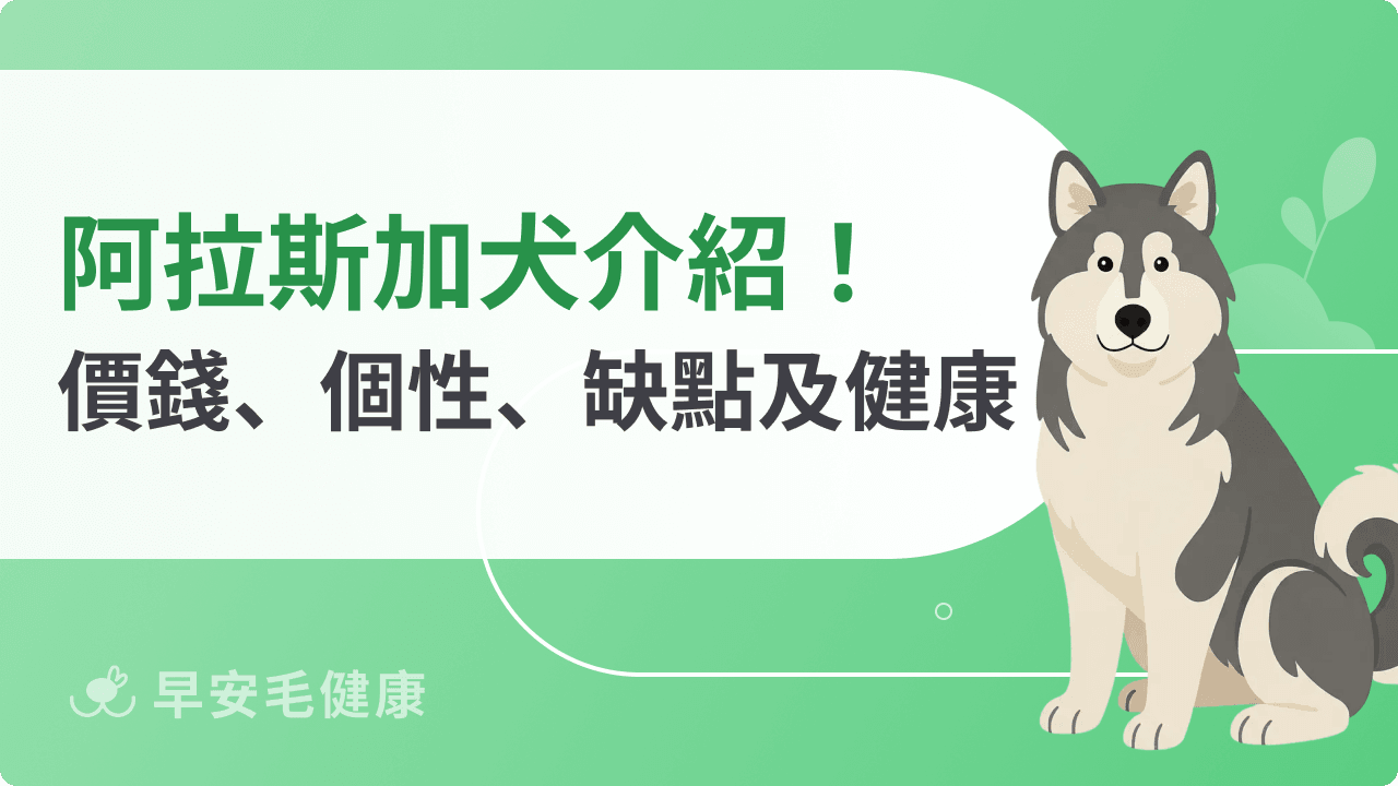 阿拉斯加犬的5大挑戰：體型、個性、花費、掉毛與台灣飼養須知