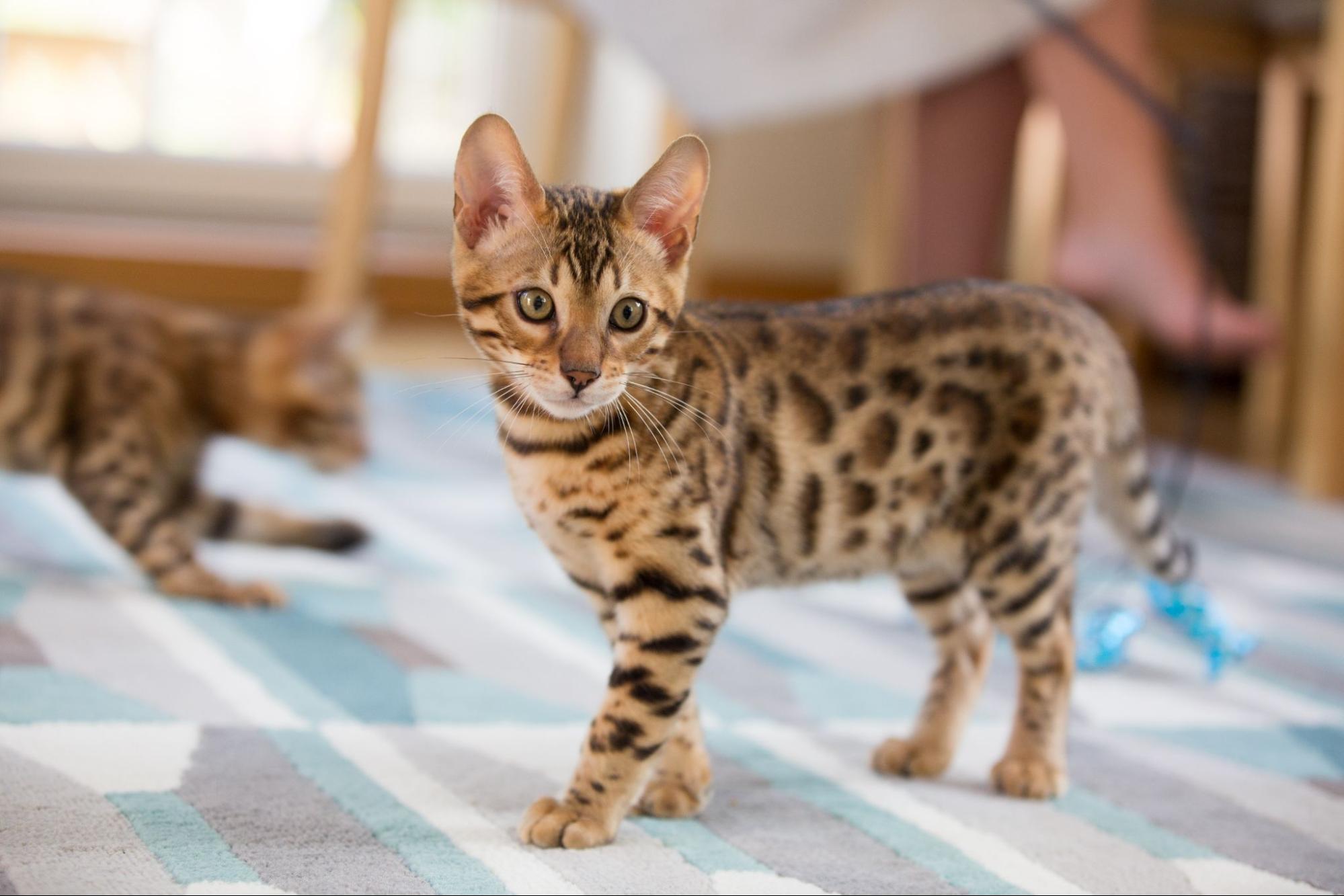 豹貓站在地墊上看著鏡頭