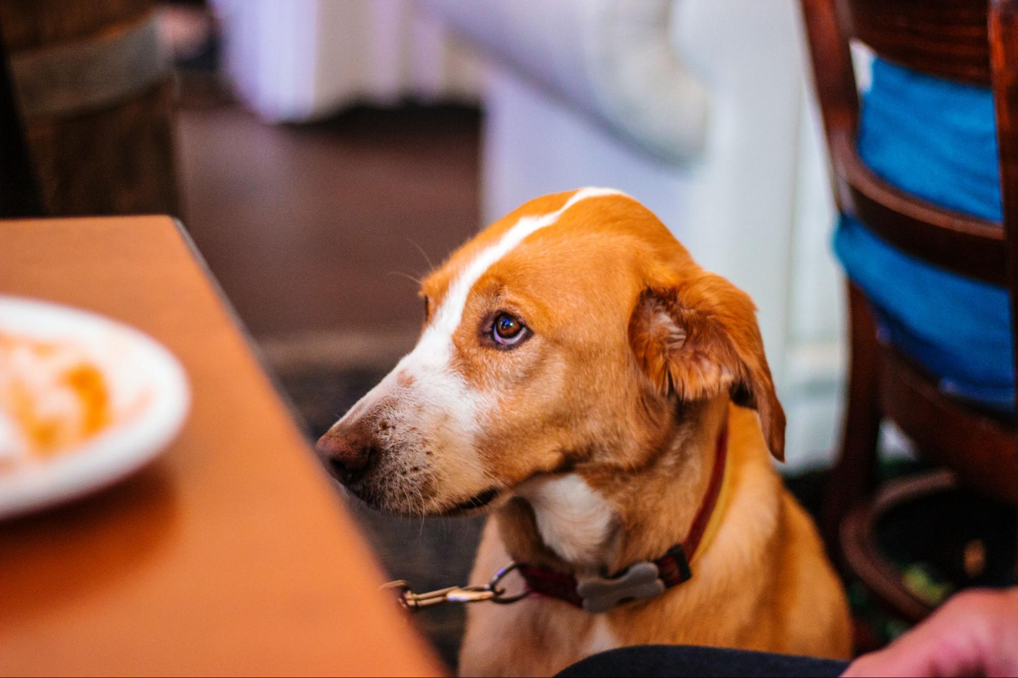 179. AI - can-dogs-eat-toast-1