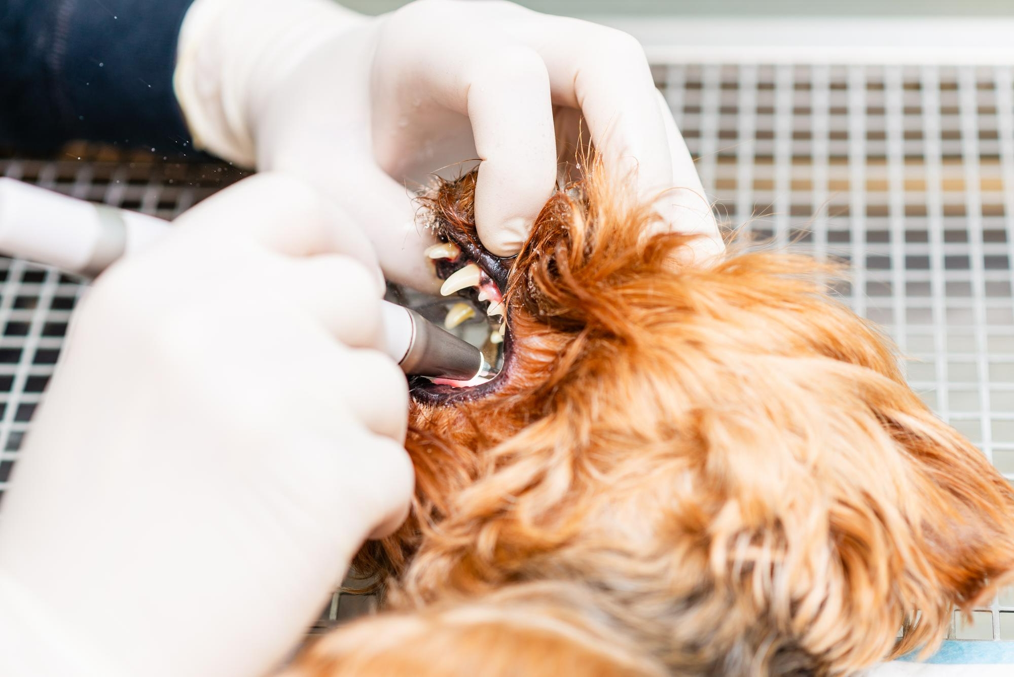 489. AI-dog-dental-cleaning-cost-1