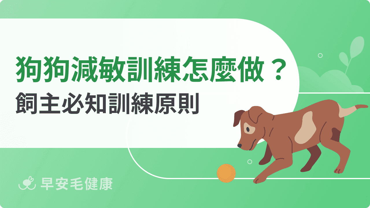 狗狗減敏訓練怎麼做？飼主必知訓練原則，陪伴狗狗克服恐懼