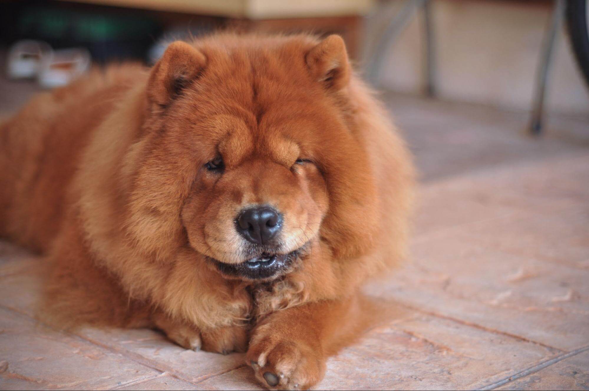 421. AI - chow-chow-personality-1