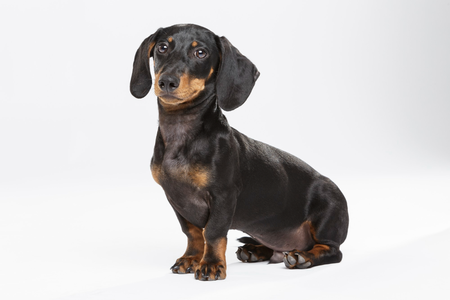 13.dachshund-dog-guide-1