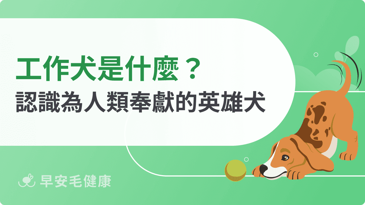工作犬是什麼？一起認識為人類奉獻服務的英雄犬！