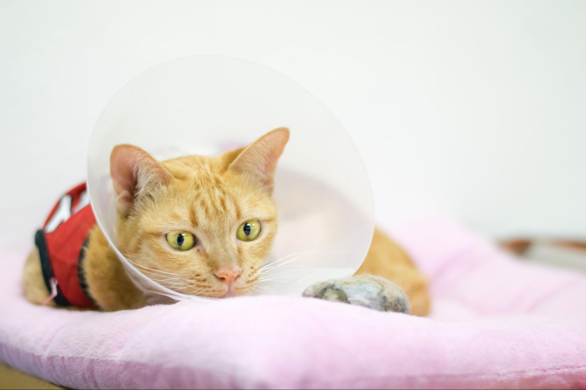 157. AI - post-surgery-care-for-cats-1
