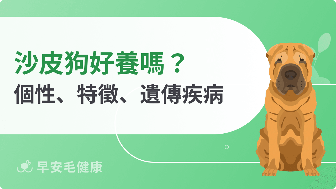 沙皮狗好養嗎？皺皮狗忠心性格、壽命、價格與飼養須知