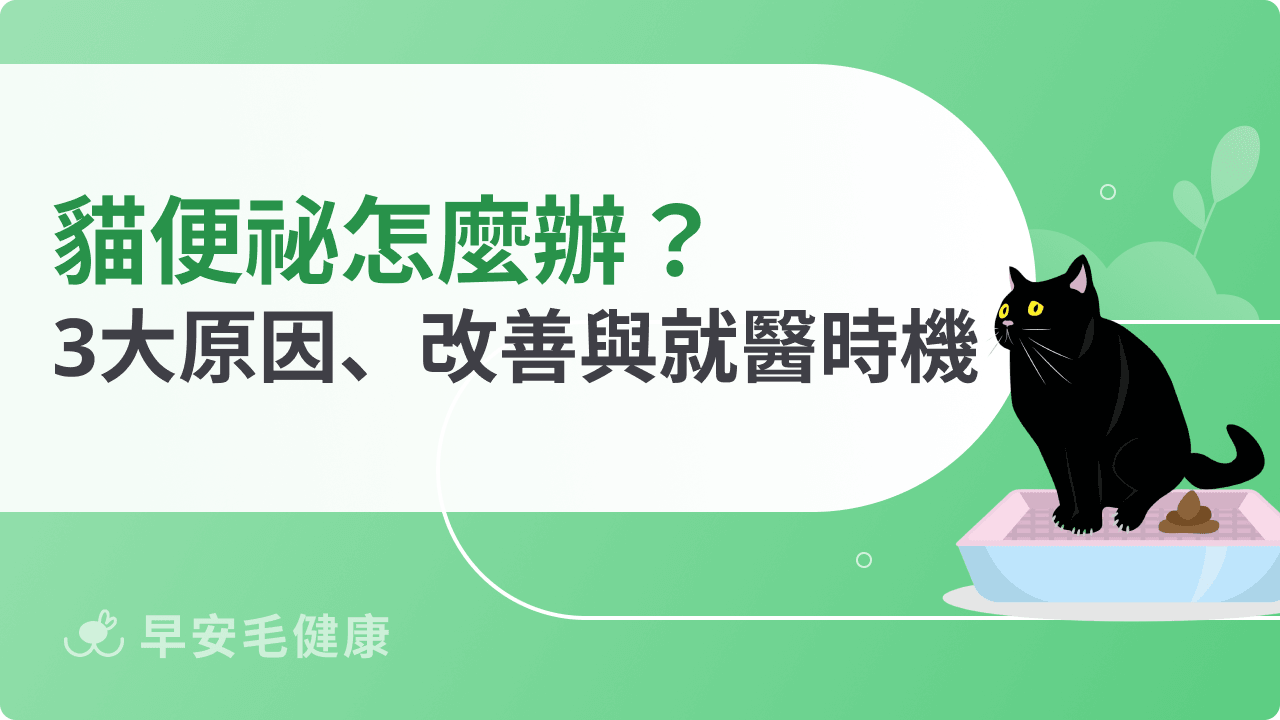 貓便祕怎麼辦？常見原因、改善方法、就醫時機飼主請筆記！