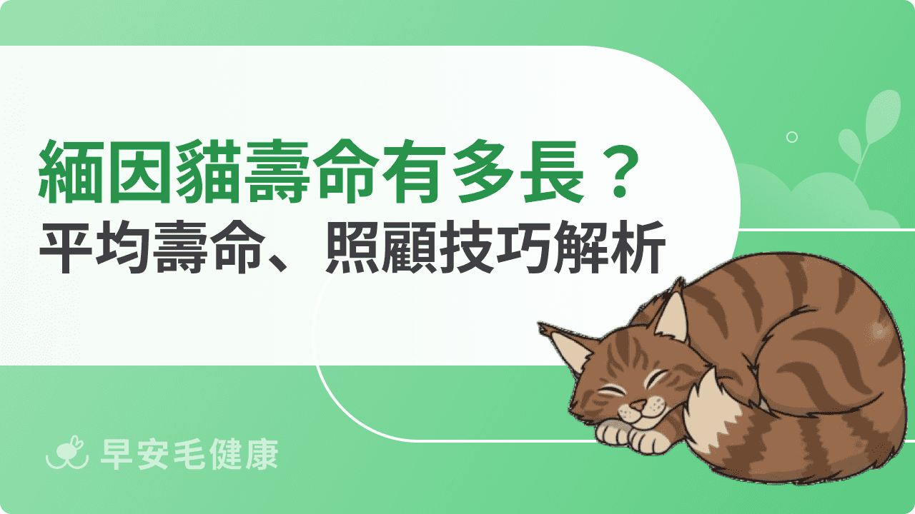 緬因貓壽命有多長？平均壽命、照顧技巧解析