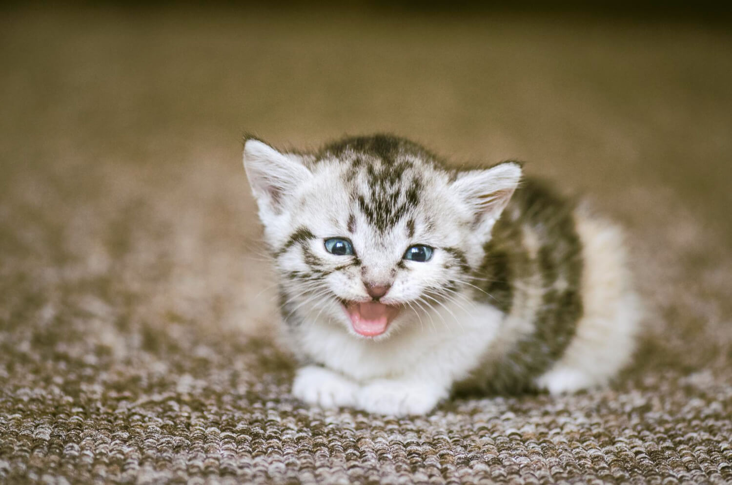 30. why-kitten-meows-nonstop-1