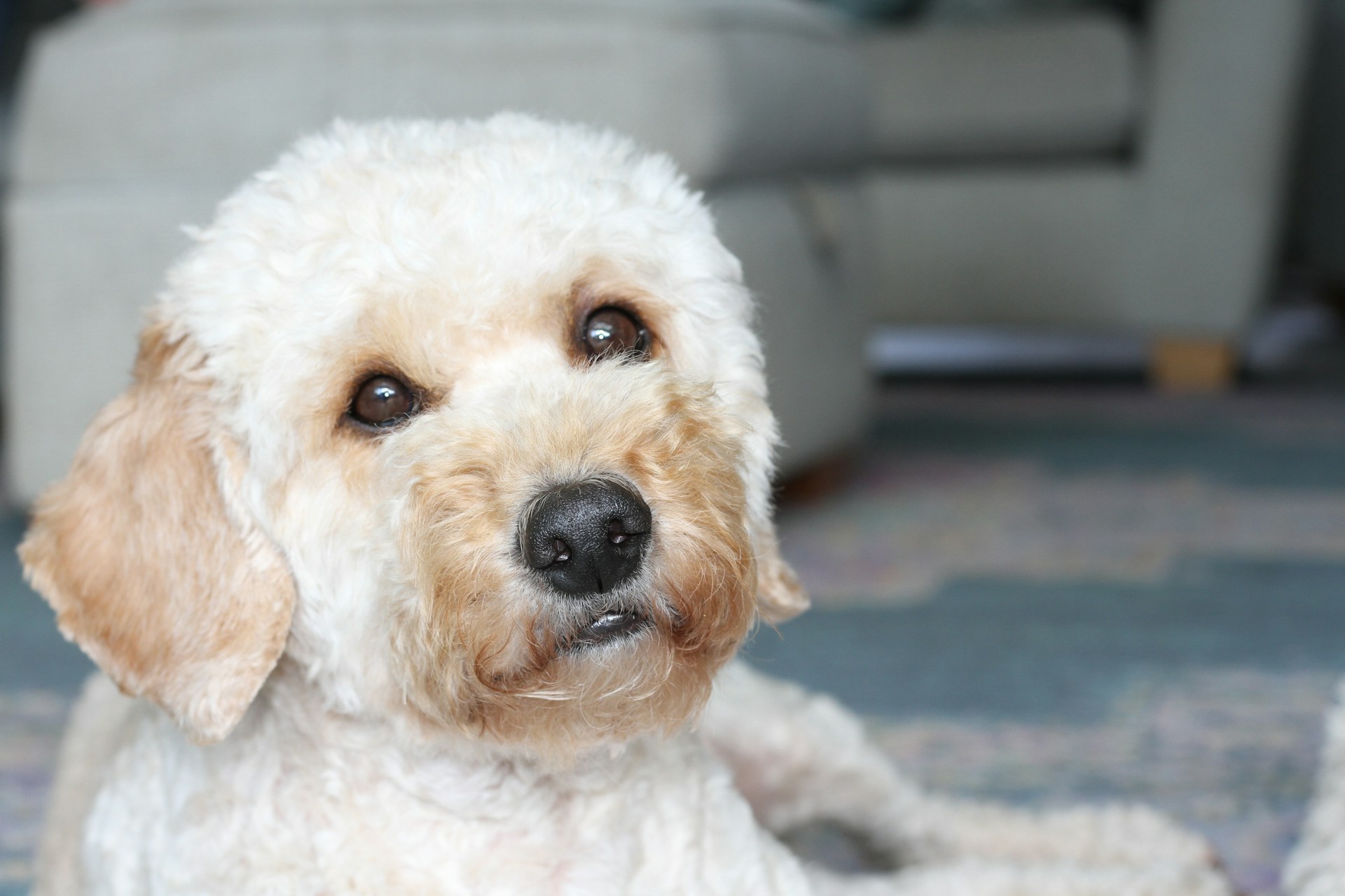 456. AI - cockapoo-dog-guide-2