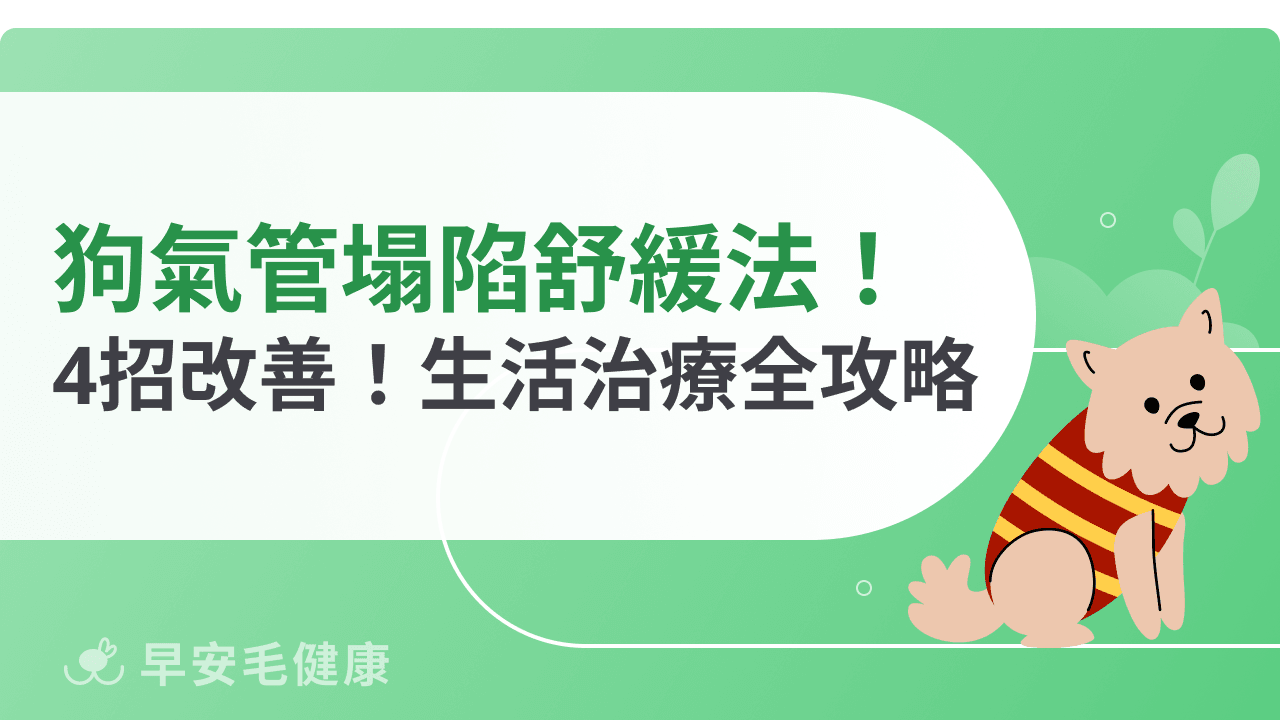 狗狗氣管塌陷舒緩技巧公開！從生活調整到配合治療都要兼顧
