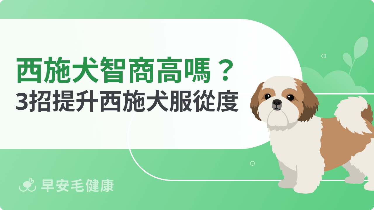 西施犬智商與服從度解析：新手飼主該如何教才有效？