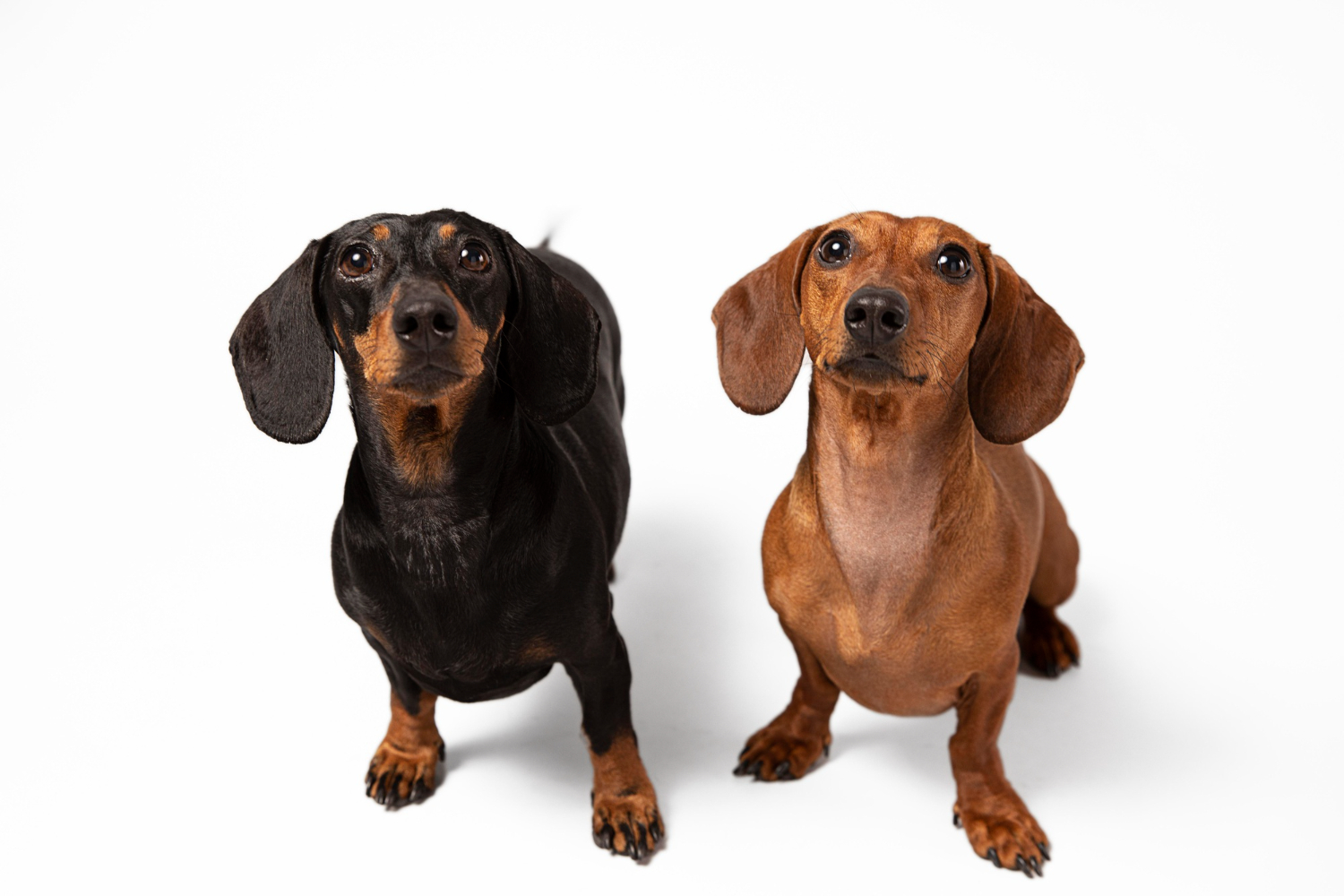 13.dachshund-dog-guide-2