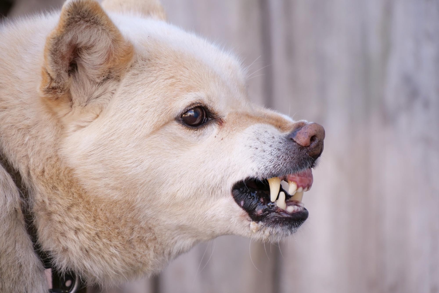 491. AI-tetanus-shot-after-a-dog-bite-1