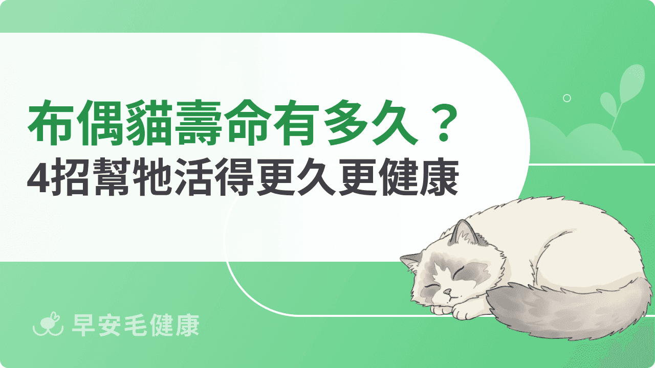 布偶貓壽命有多久？會比其他貓短嗎？4招幫牠活得更久更健康