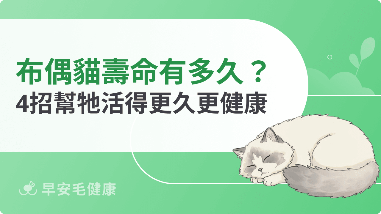 布偶貓壽命有多久？會比其他貓短嗎？4招幫牠活得更久更健康