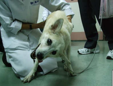 7.mountainvet-dog-vestibular-syndrome-guide-1