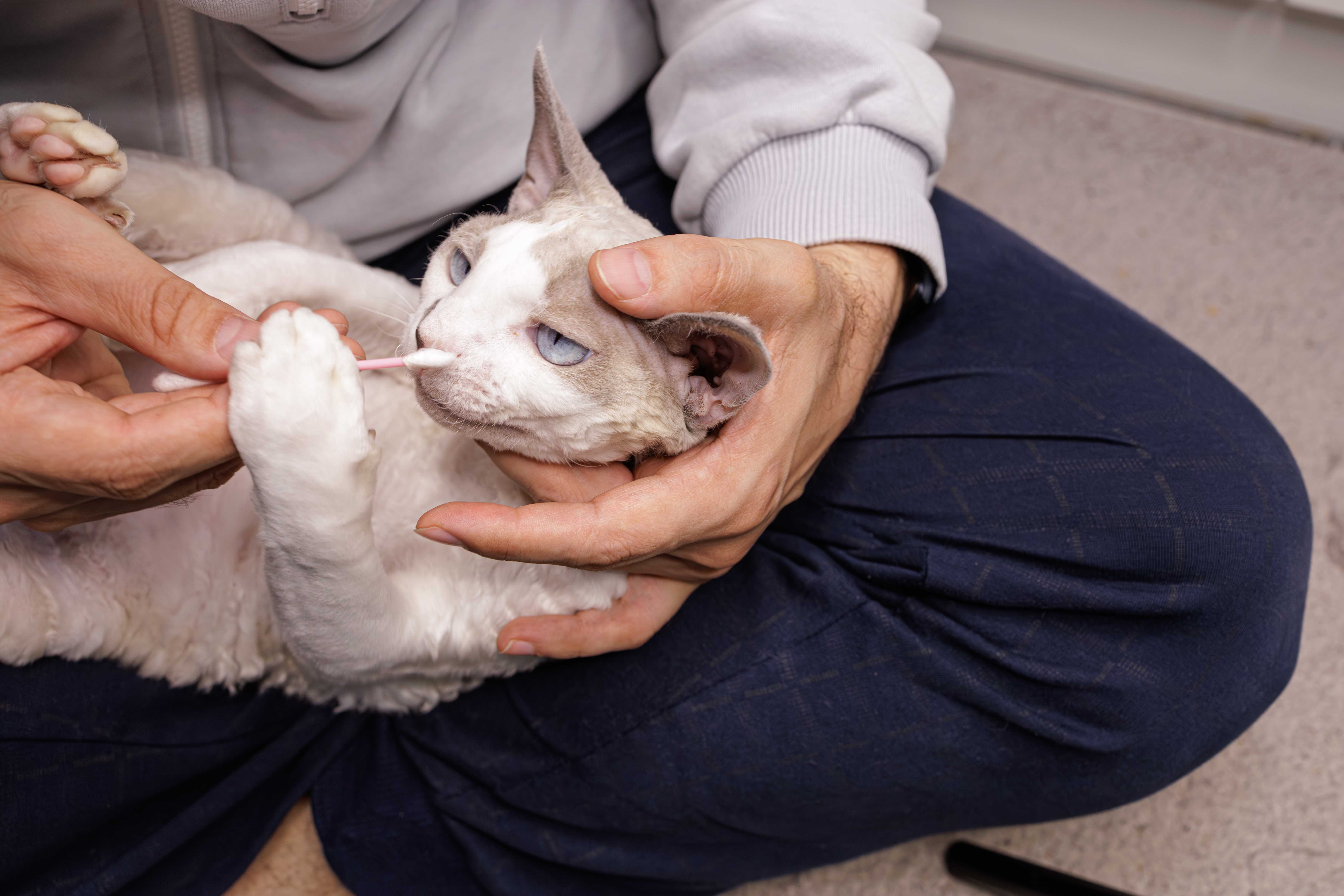 24.cat-age-conversion-3